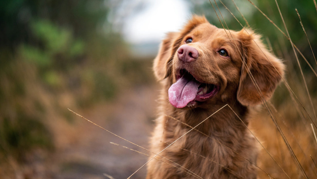 Brown dog with an open mouth looking to the side of the camera in front of a blurred forest background
