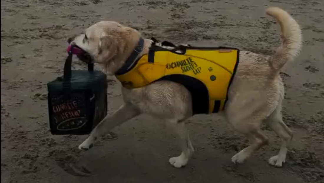 Dog in a yellow life jacket using a Click & Carry handle to haul a cooler. The life jacket and cooler say “Charlie Surf’s Up”