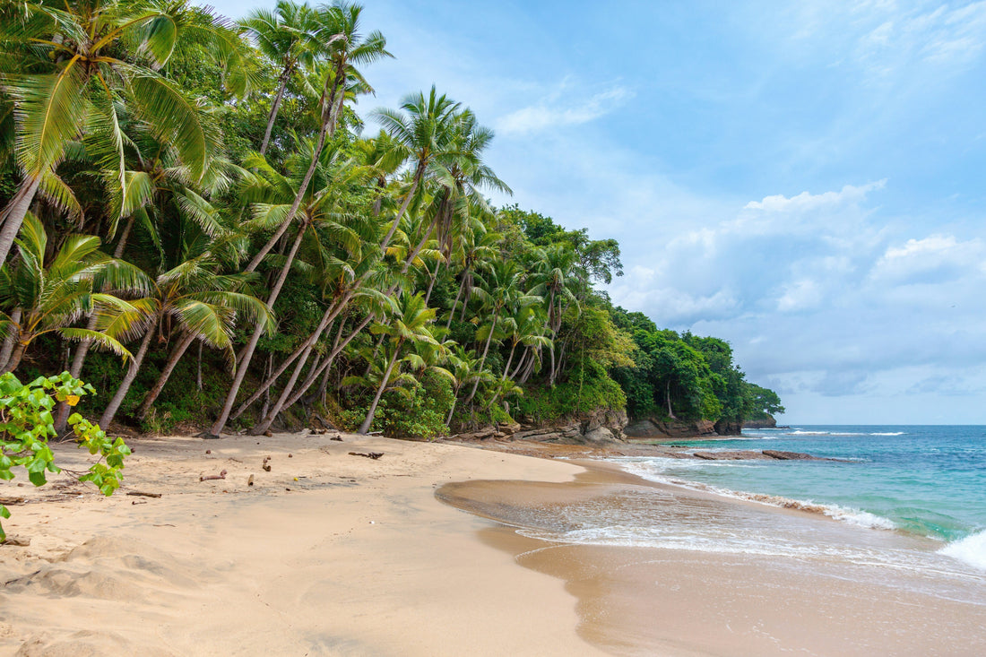 Tropical scene where a palm tree forest meets a beach with small waves lapping at the sand from the bright blue water