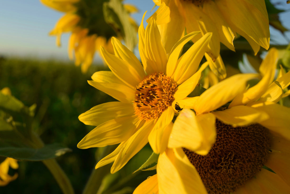 Cluster of several large, yellow flowers in a field with one flower as the primary focus in the foreground