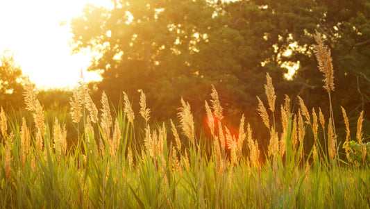 Tall grass in a field with a summer sunset and lush green trees in the background